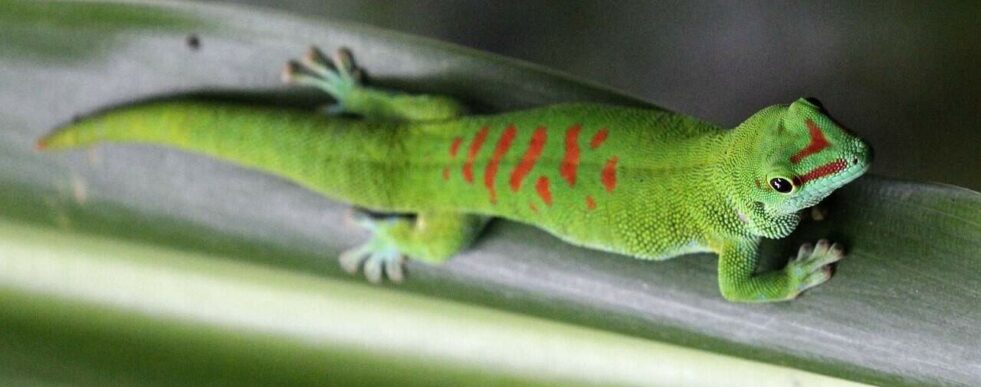 gecko la reunion