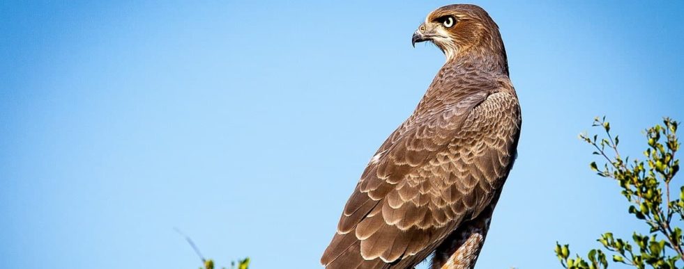 papangue oiseau