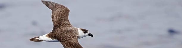 petrel de barau oiseau